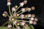 Longleaf milkweed